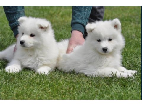 Samoyed Cins Yavruları