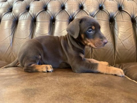 A Kalite Doberman Yavruları