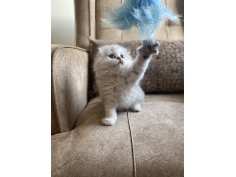 Full Şecereli Anne Babanın Scottish Fold Longhair Bebeği