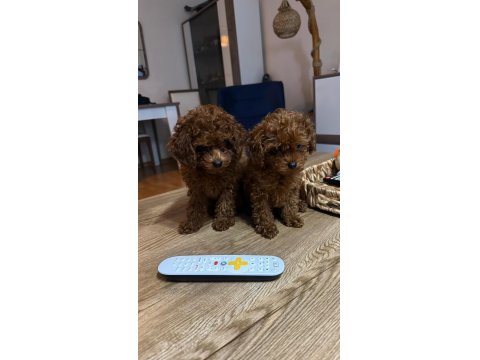 2 Aylık Kore Poodle Yavrularımız
