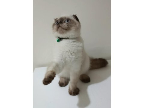 Top Kafa Scottish Fold Erkek