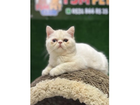 Safkan Exotic Shorthair Yavrumuz