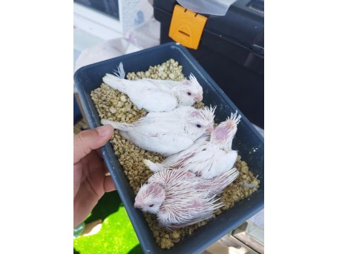 Anne Heavy Baba Albino Sultan Papağanı