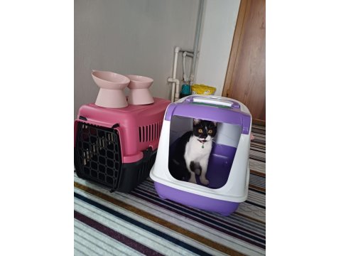 Smokin British Sahiplendirme Ücretsiz