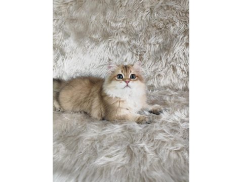 Organik Portakal British Kedimiz