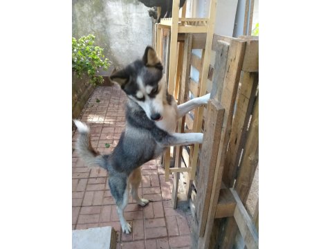 Husky Erkek Köpeği