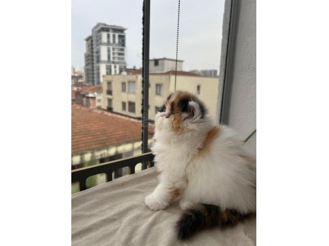 Şeker Gibi Calico Dişi Persian