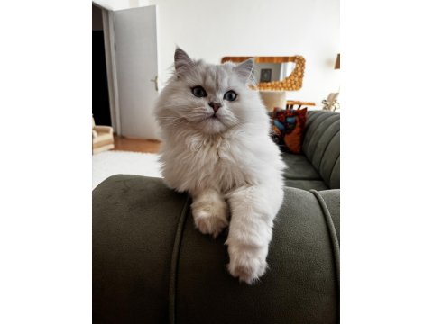 British Longhair Kedilerime Yeni Yuva Arayışındayım