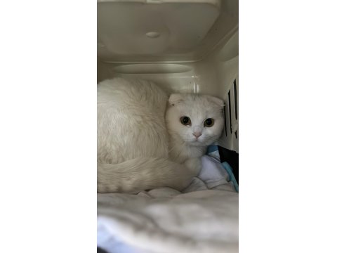Scottish Fold Kedime Yuva Arıyorum