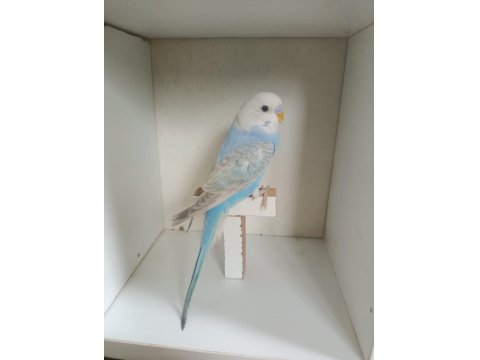 Yeme Düşmüş Muhabbet Kuşu Yavruları