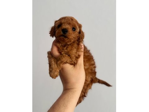 2 Aylık Erkek Poodle Bebek
