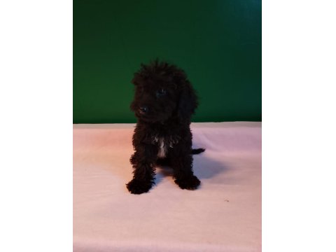 Siyah Mini Toy Poodle Yavrularımız