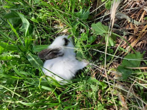 Kaliforniya Damalı Tavşan