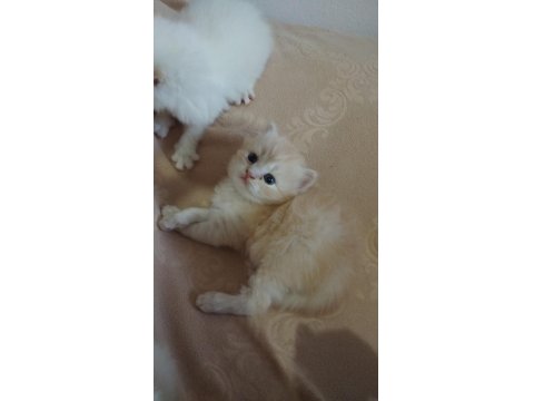 British Bebek Kediler