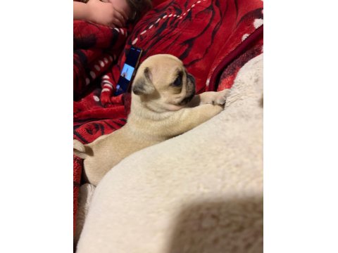 Muhteşem Pug Yavruları