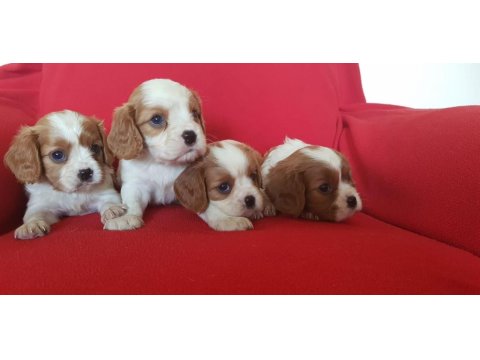 Safkan Cavalier King Charles Bebekler