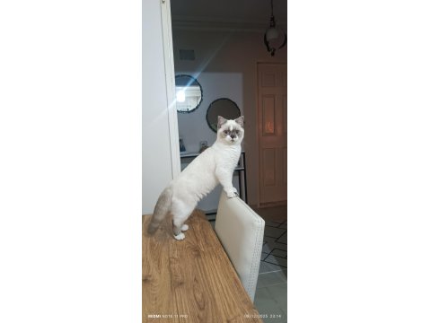 8 Aylık Erkek Kedimiz