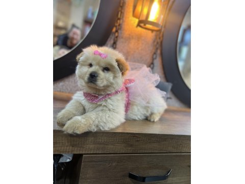 Ped Eğitimli Çok Uysal Sevimli Çin Aslanı