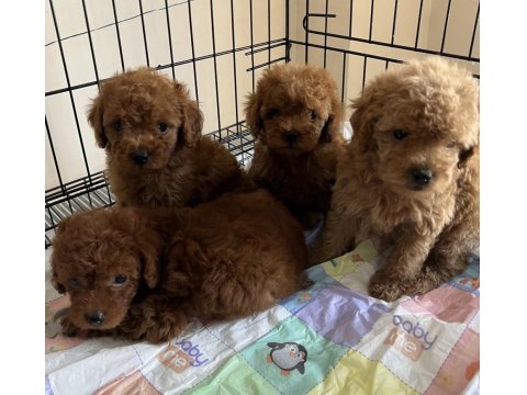 Toy Poodle Bebekleri