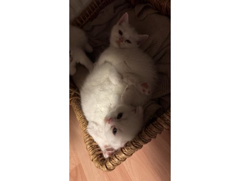 Kedilerimize Yeni Güzel Yuvalar Arıyoruz