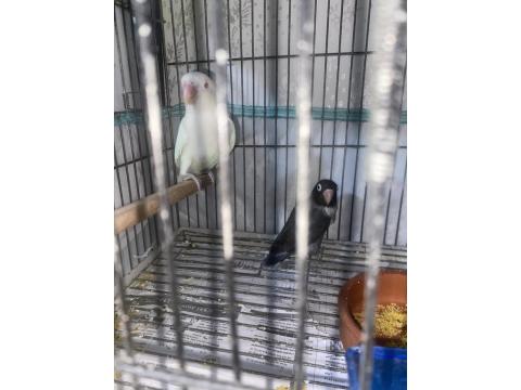 Evcil Cennet Papağanı Çift