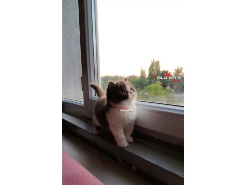 Safkan Teddy Bear British Bebeklerim