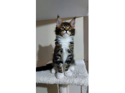 Full Şecereli Maine Coon Yavrusu