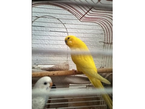 Takım Muhabbet Kuşumuz