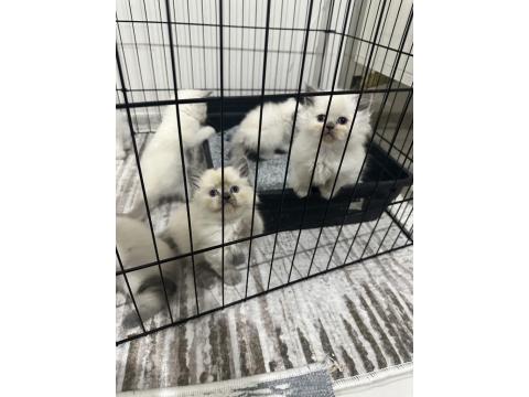 British Bluepoint Yavrularımız Yeni Yuvalarını Arıyor