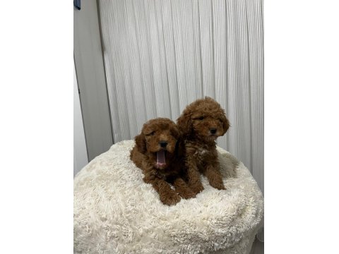 Üst Düzey Poodle Yavrular Yeni Ailesini Aramakta