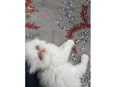 İran Persian Longhair