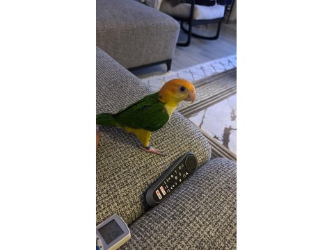 Bir Yaşında Kendini Çok Sevdiren Caique Kızımız Yeni Aile Arıyor