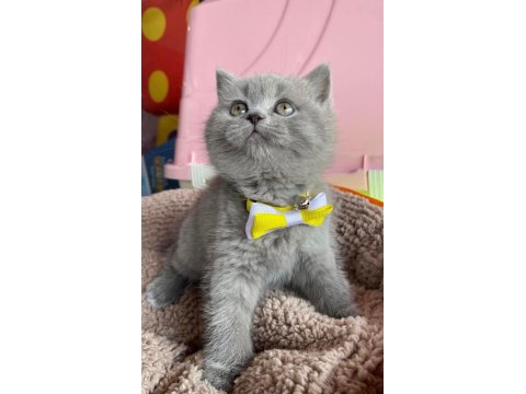 2 Aylık British Shorthair Kızımız