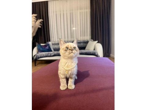 Dişi British Blue Point