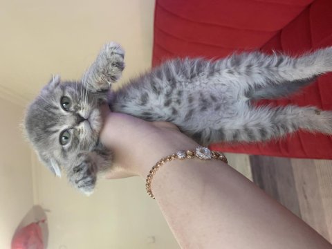 55 Günlük Scottish Fold Erkek Bebeğim