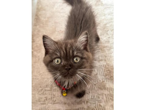 Yavru British Shorthair Chocolate