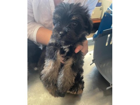 Harika Formatta Yorkshire Yavrular Hepsi Erkektir