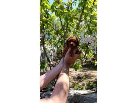 Red Toy Poodle Yavrumuz