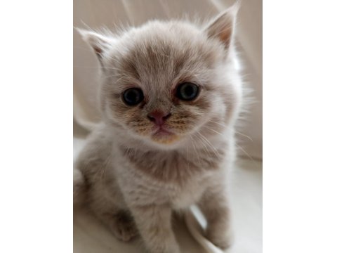 British Shorthair Scottish Fold Yavrular Sahiplendirme