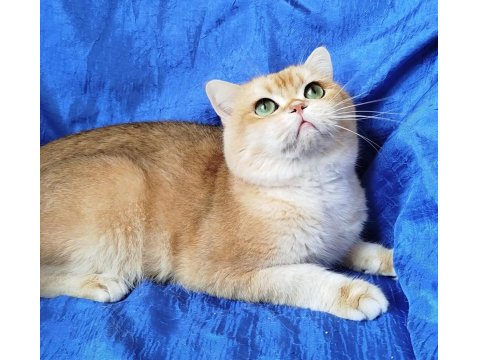 British Shorthair Erkek Ny12 Kısır Değil