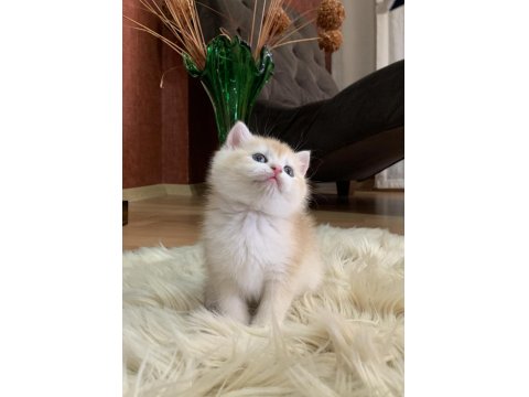Güzeller Güzeli British Shorthair Luna