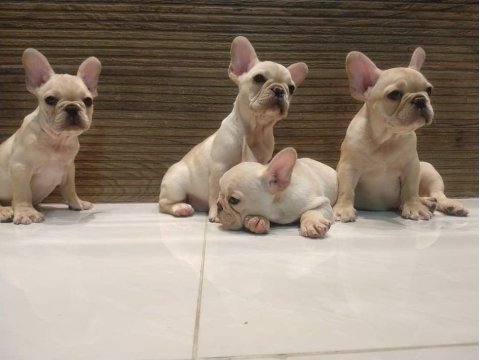 French Bulldog Cinsi Yavruları