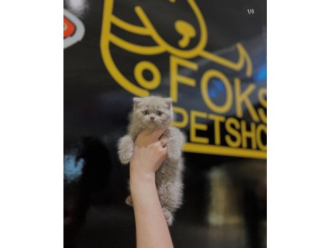 Safkan British Shorthair Yavrular