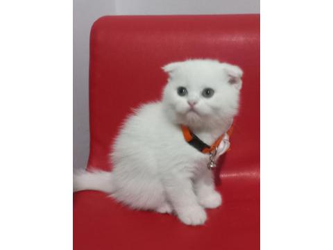 Scottish Fold Miniklerim Yeni Yuvalarına Gitmeye Hazır