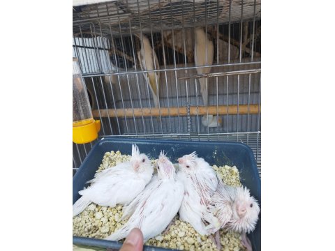 Anne Heavy Baba Albino Sultan Papağanı