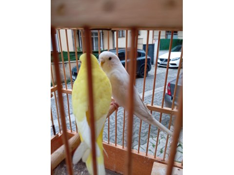 Çift Muhabbet Kuşu