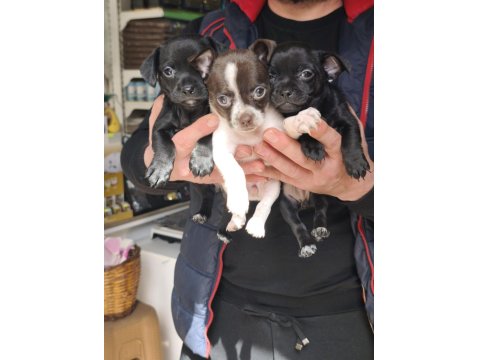 A Kalite Pinscher Bebekler