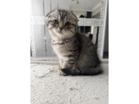 Yavru Kedilerimiz Yeni Yuvalarına Gitmeye Hazır