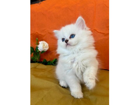 British Longhair Silver Kedimiz