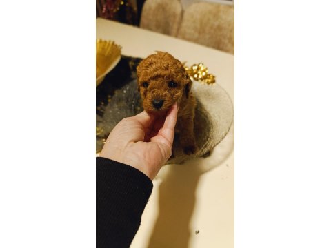 Red Toy Poodle Yavrular
